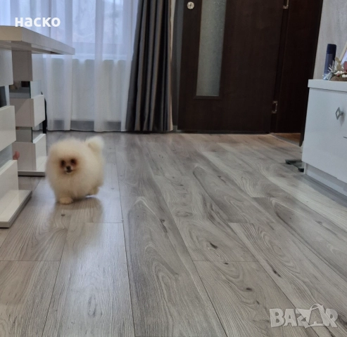 Померан момче , снимка 2 - Померан - 52914563