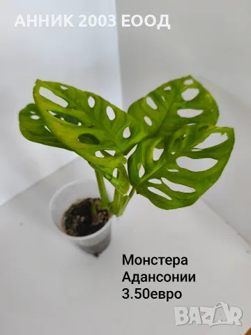 Стайни цветя-монстера,сингониум и др., снимка 8 - Стайни растения - 56204939