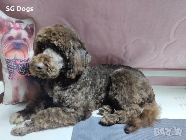 Пудел , снимка 6 - Пудели - 52496562