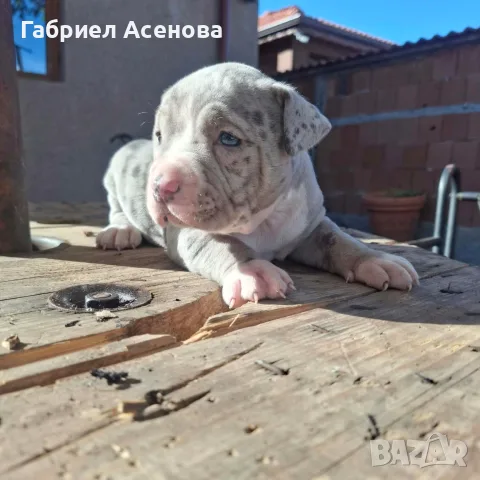 свободни Американски були 