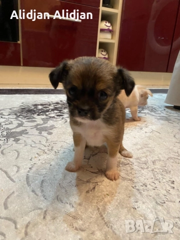 Продават се Чихуахуа и Пинчери, снимка 6 - Чихуахуа - 52679347