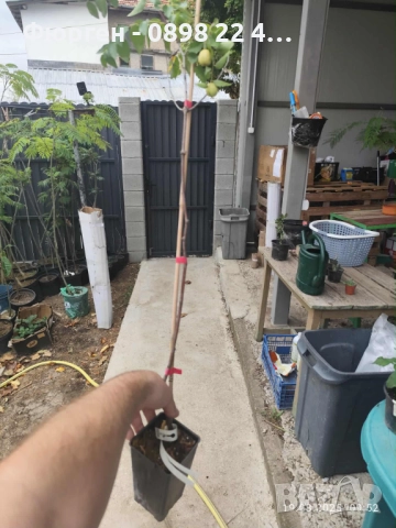 Хинап - Финап, снимка 4 - Разсади - 37713586