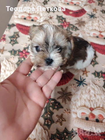 мини йоркширски териер бивър , снимка 5 - Йоркширски териер - 52906280