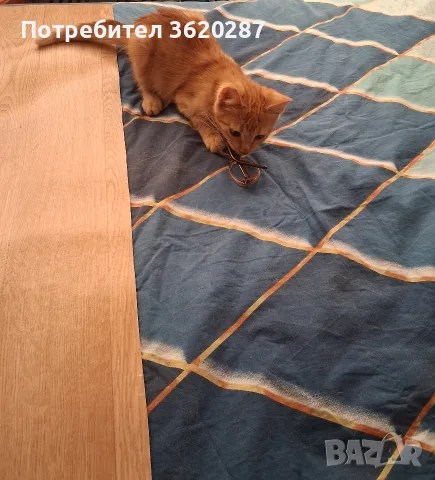 Малък рижав Рижко, снимка 10 - Други - 56113473