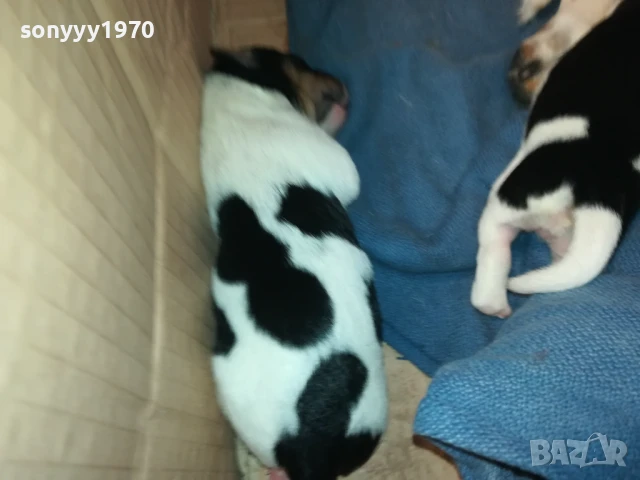 ДЖАК РЪСЕЛ-КУТРЕТА 250ЛВ ЗА ЕДНО 1708251005, снимка 17 - Джак ръсел териер - 51390012