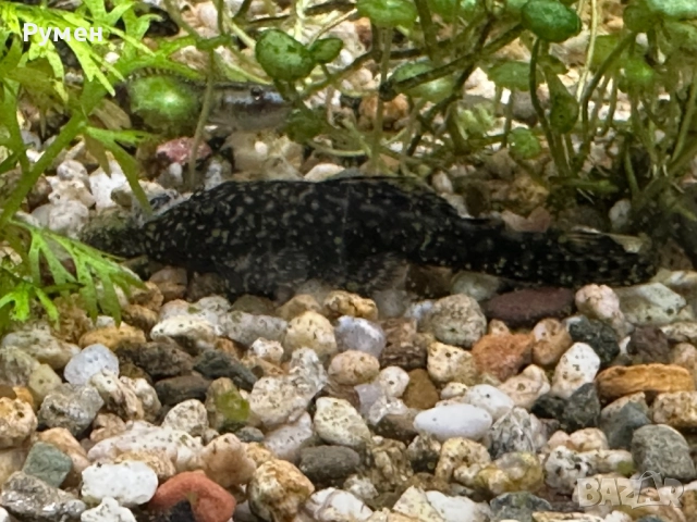 продавам обикновени анцитруси, снимка 5 - Рибки - 52859792