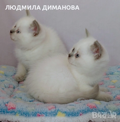 Шотландски със сини очи. Мъжки женски , снимка 3 - Британска късокосместа - 53042870