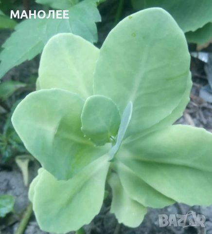 Дебела мара, снимка 2 - Градински цветя и растения - 52063899