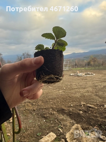 Разсад ягоди сорт Дели, снимка 7 - Разсади - 52770264