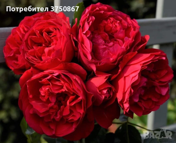 🌹 РОЗА 🌹 Florentina®