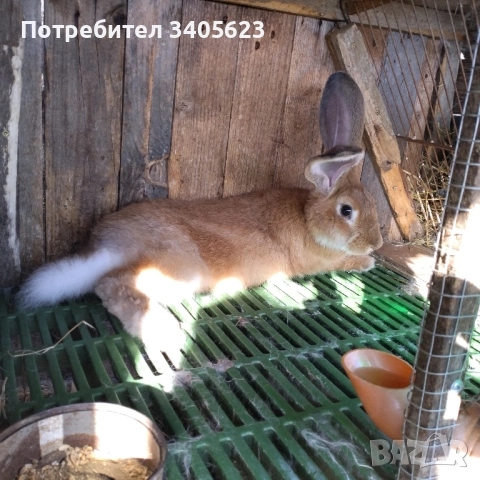 зайци мъжки и женски на различна възраст , снимка 13 - Други - 46286845