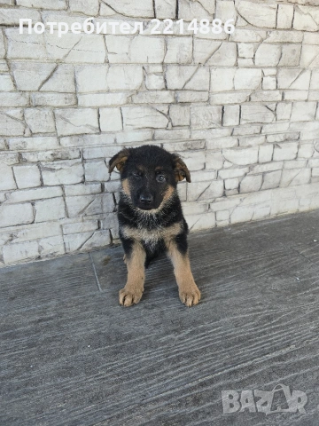 Немски овчарки , снимка 12 - Немска овчарка - 40188254