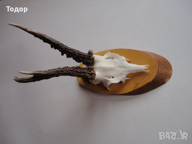 Ловен трофей рог  рога 11, снимка 4 - Ножове - 54087228