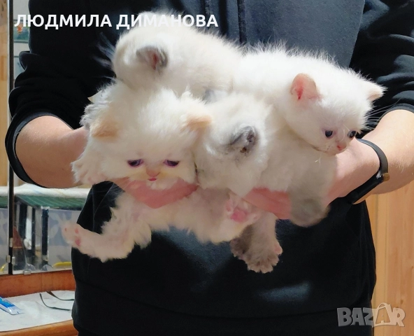 Персийски и екзотични със сини очи. , снимка 3 - Персийска - 52691380