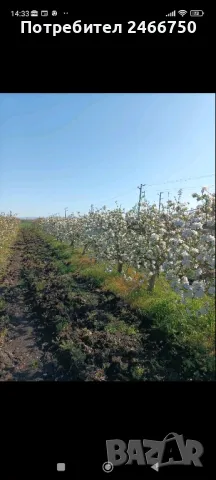 Продавам ябълкова градина, снимка 6 - Земеделска земя - 42316614