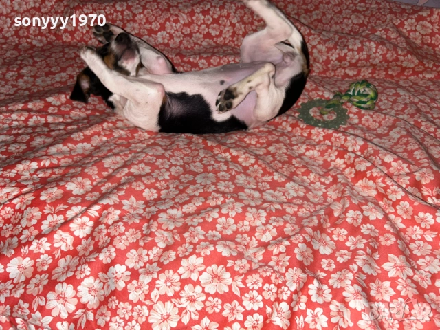 кутре за коледа-джак ръсел 0912250721, снимка 6 - Джак ръсел териер - 52702245