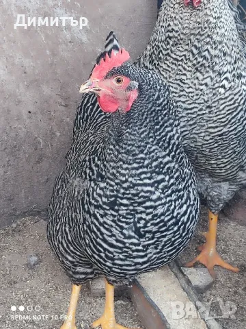 Разплодни яйца от Амрок , снимка 3 - Кокошки и пуйки - 49479016