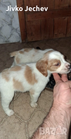 Бретон Шпаньол , снимка 3 - Бретон шпаньол - 52594458