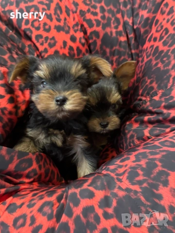 Мини йорки, снимка 1
