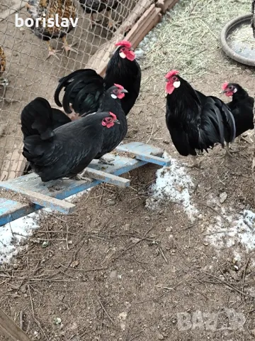 Продавам яица за лупене от Розкомб . , снимка 2 - други­ - 49485776