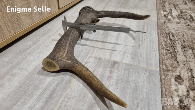 Рог от елен , снимка 5 - Декорация за дома - 52529868