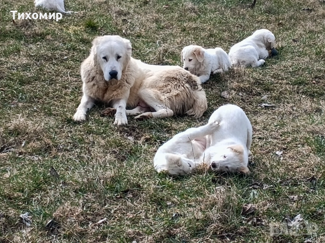 Алабай , снимка 10 - Алабай - 53407632
