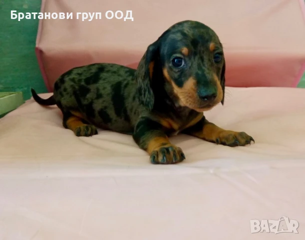 Мини Дакел блу мерле, снимка 7 - Дакели - 50458058