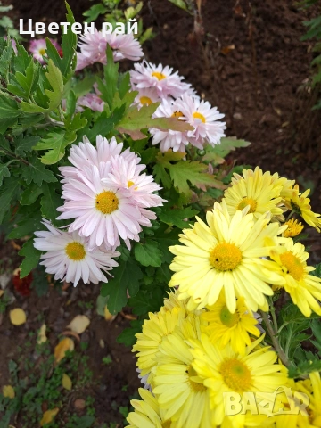 Разсад хризантеми , снимка 4 - Градински цветя и растения - 54010299