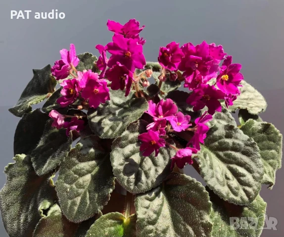 Saintpaulia Сейнтполия Сентполия African Violet Aфриканска теменужка стайна теменужка Фiалка, снимка 14 - Стайни растения - 50025772