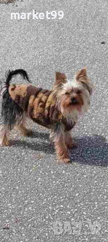 Йорки момиче