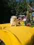 Померан Померанче, снимка 2