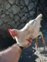 Продавам млади петлета, снимка 4