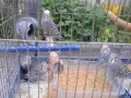 Продавам млади вълнисти папагали  и две млади корели, снимка 1