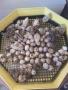Продавам пъдпъдъци и пъдпъдъчи яйца., снимка 3