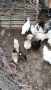 Продавам ,ярички,петли пуики, снимка 4