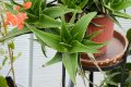 Алое на де Лет (Aloe × delaetii), снимка 1 - Стайни растения - 37398316