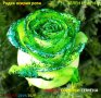 Рядък сорт семена на зелена, роза, " Нефрит " "Rare, Rose, Seeds, 25/, снимка 3