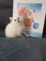 КОТЕНЦЕ КАТО  ОТ РЕКЛАМА, снимка 5