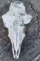 Стар череп от животно, за декорация - 6, снимка 2