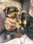 Йоркширски териерчета , снимка 3