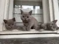 Британски късокосмести котки, снимка 1
