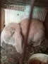Продавам кочоват заек, снимка 2