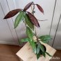 Hoya Pubicalyx - Хоя Пубикаликс, снимка 2