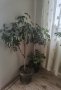 Голяма финикова палма и други цветя, снимка 5