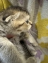 Шотландско клепоухо котенце. Златна чинчила. Scottish fold. Момче, снимка 4