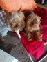 мини  йоркширски териер, снимка 4