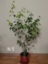 Продавам фикуси бенджамин 25-65 лв., снимка 6