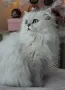 Сребърна чинчила, британска дългокосместа котка, коте, котенце, снимка 6