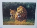 Диамантен 5D гоблен Лъвове., снимка 1