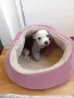 чихуахуа мини мъжки , снимка 10